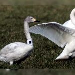 Pair of swan sweethearts make latest ever UK return | CISNewsStudio1s