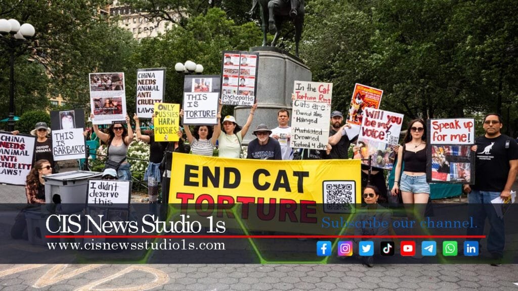 The Global War on Cat Torture for Profit | #CISNEwsStudio1s https://cisnewsstudio1s.com
