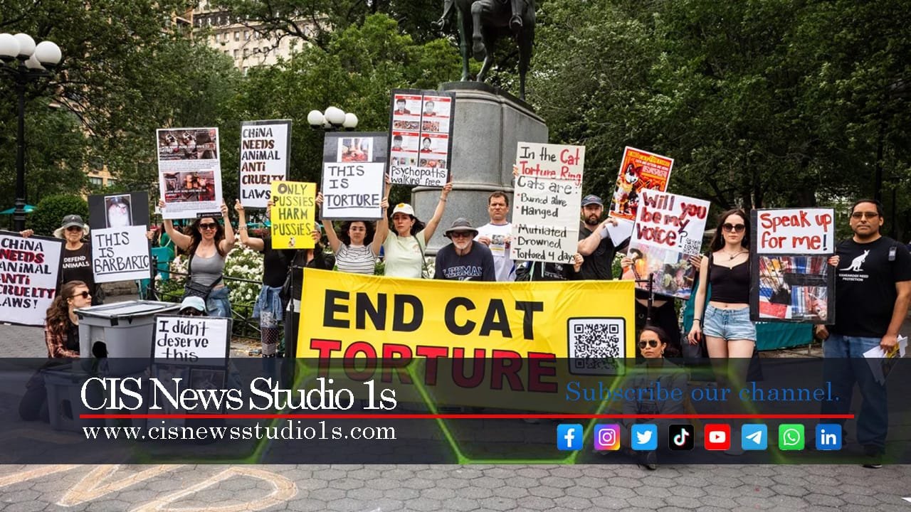 The Global War on Cat Torture for Profit | #CISNewsStudio1s
