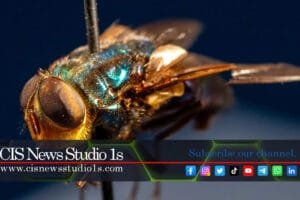 US Plan: Flies from Planes to Fight Plague | #CISNewsStudio1s