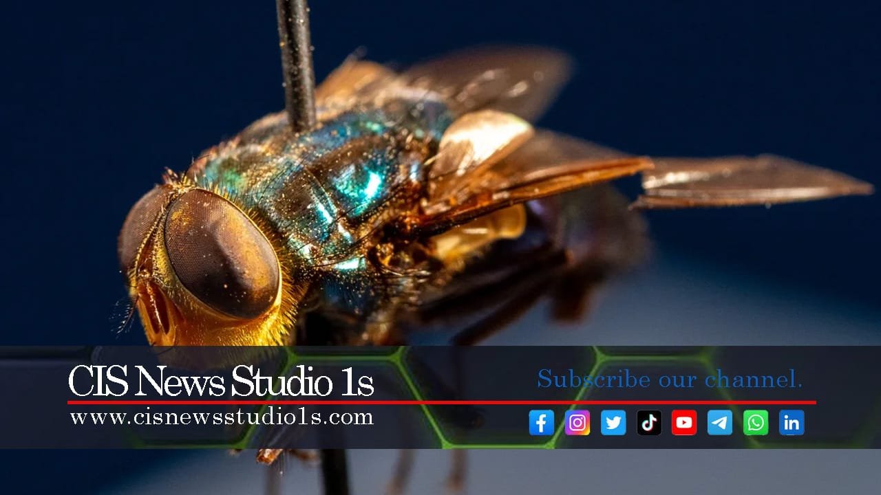 US Plan: Flies from Planes to Fight Plague | #CISNewsStudio1s