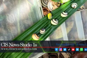 Cuba’s Polymita Snails Face Extinction Threat | CISNewsStudio1s