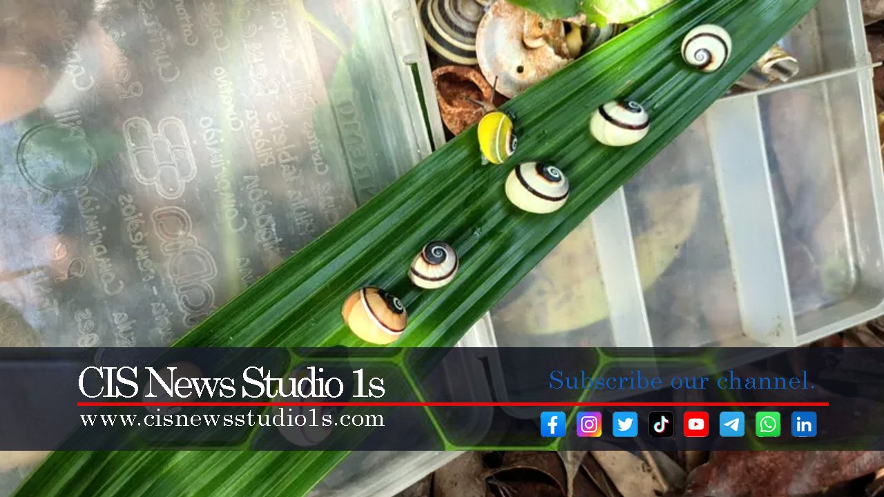 Cuba’s Polymita Snails Face Extinction Threat | CISNewsStudio1s